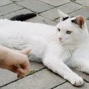 세화14길 이미지