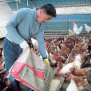 행복한닭농장 이미지