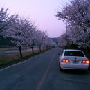 4월10일 보령댐 가는 길 벚꽃 이미지