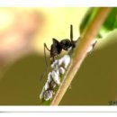 개미 농장 이미지