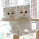 천안고양이분양 베스트캣 제나캣 천안점 이미지