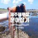 제주조아농수산 | 제주 문어해루질 성공기! 광치기해변 마이너스 물때 맞춰가서 맨손으로 문어 주운 썰