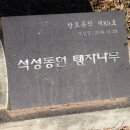 석성동헌 탱자나무 | 석성동헌 탱자나무(옛 관공서 공간에 있는 유일한 탱자나무/국가지정 천연기념물) / 부여 석성동헌(충남...