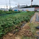 화영농장 이미지