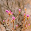 산그리메 | 🌸 진달래핀 사량도 지리산 등산