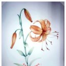 꽃그림 보타니컬 색연필화 이미지