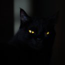 검은고양이 이미지