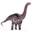 캄필로도니스쿠스(campylodoniscus)
