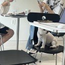 용담닭한마리 이미지