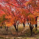 일년만에... 반가운~ 용소웰빙공원 🍁 🍂 (23.11. 29.수) 이미지