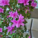 진달래약국 이미지