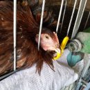 고향닭집 이미지