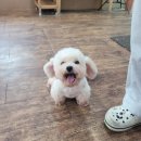 애견1번지 이미지