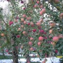 하늘농장3 이미지