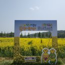 제20회 창녕 낙동강 유채 축제 다녀왔어요! 🌼 봄꽃 가득한 힐링 여행
