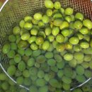 와동농장 이미지