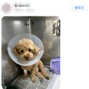 동백동물병원 네이버블로그