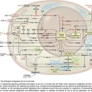 The Hallmarks of Cancer(암의 여섯가지 특성) - 2만 2천건의 인용논문 논문 읽어야 이미지