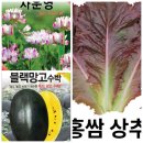 블랙망고 홍쌈상추 비트 1분 이미지