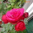 레드피아노 이미지