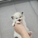 수원고양이분양 드림캣 안심분양센터 이미지