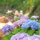 안성맞춤 실내체육관 이미지