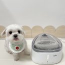 강아지 물 잘 안 마신다면 꼭 보세요! 넬로 스마트 급수기 후기