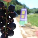 감애구송로(와룡면) 이미지