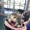 나를품개 이미지