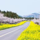 벚꽃 - 부평구 마장로324번길 78 | 벚꽃