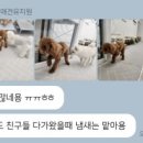 댕스미스 애견미용 이미지