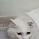 고양이 미용실 방울선생 | 안산 고양이 무마취 미용! 로아의 목욕일기 ㅣ 고양이 미용실 방울선생