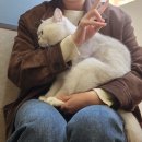 강동동물병원 | [강동구 동물병원] 겁 많은 고양이 건강검진받은 후기