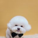 강아지 미용 이미지