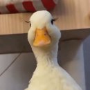 왕비속눈썹