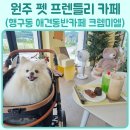 유주펫 | 원주 행구동 카페 크렘미엘 디저트가 맛있는 펫 프렌들리 실내 애견동반 카페