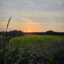 하도살이 이미지