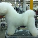 도그뉴스 이미지