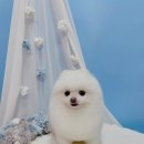 견생의하루 펫살롱 일산본점 이미지