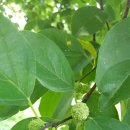 은행나무 농장 이미지