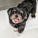 밍글몽글 | 일산 애견호텔, 가정집 같은 밍글몽글 애견유치원 내돈내산 추천후기