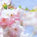 봄이랑 Daum카페