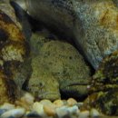 멍텅구리 이미지