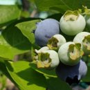 춘추농장 이미지