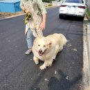 멍뭉워시 이미지