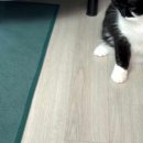 봉구랑 도도 이미지