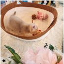 아담스펫 강아지분양 고양이분양 창원점 | 창원에서 만난 아담스펫, 건강하고 사랑스러운 고양이들과의 시간:)