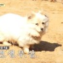 밍키 Daum카페