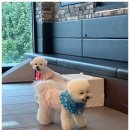 우리아이유치원 | 울산애견유치원 활발한 우리 아이 첫 등원 후기!