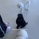 베이비댕 이미지